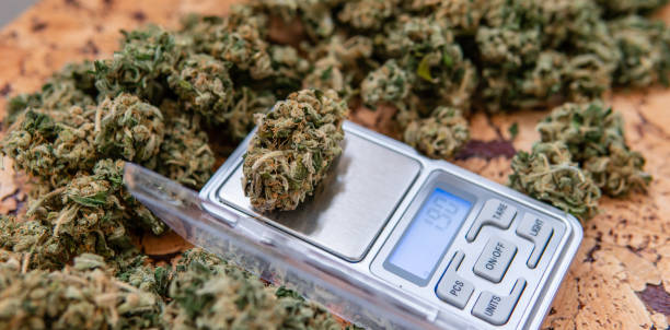 istock weighing marijuana buds on a scale. Fresh cannabis harvest 1152219313