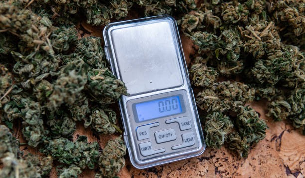 istock weighing marijuana buds on a scale. Fresh cannabis harvest 1152219317