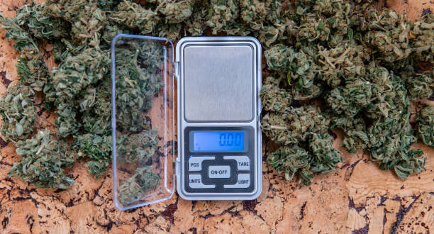 weighing marijuana buds on a scale. Fresh cannabis harvest