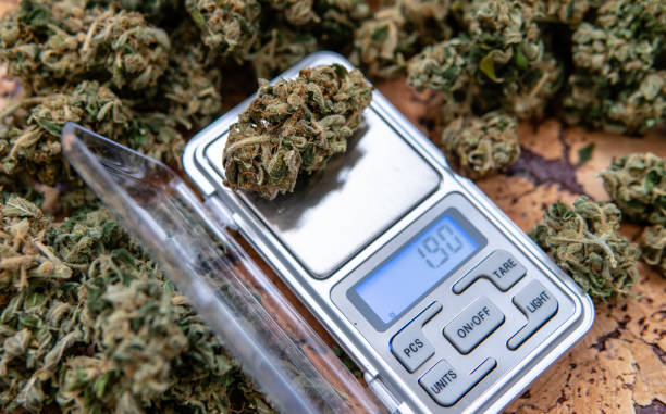 istock weighing marijuana buds on a scale. Fresh cannabis harvest 1152219348