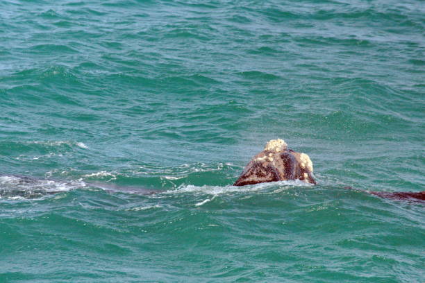 istock Head of a Southern Right Whale 1152219460