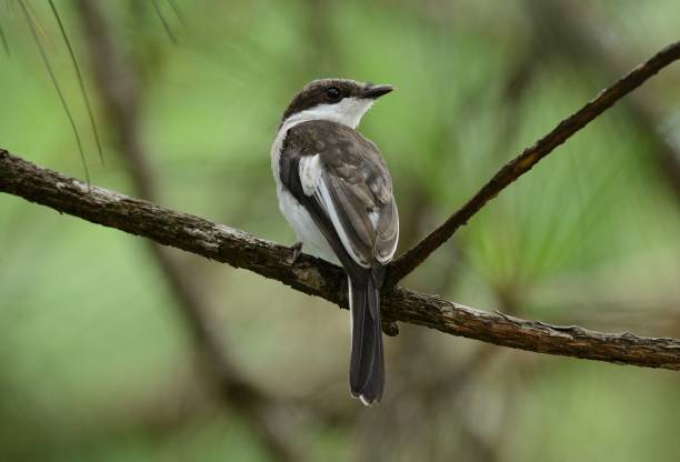 istock Bar Winged Flycatcher Shrike (Hemipus picatus) 1152219473