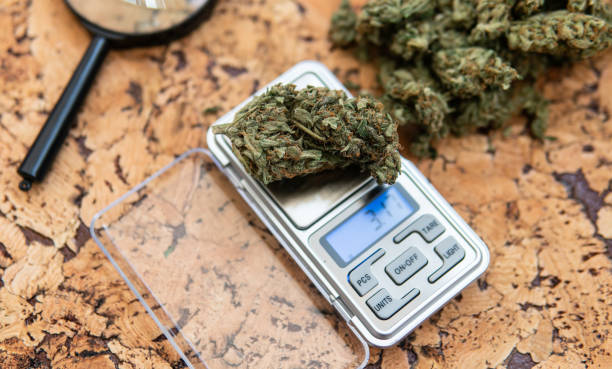 istock weighing marijuana buds on a scale. Fresh cannabis harvest 1152219505
