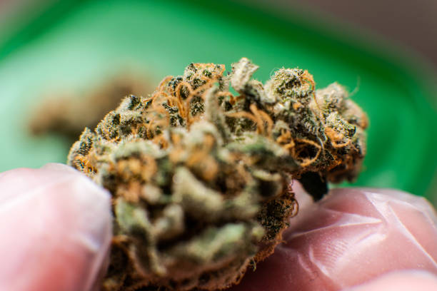 istock trichomes and terpenes in marijuana elements. Chemical elements in marijuana buds 1152219516