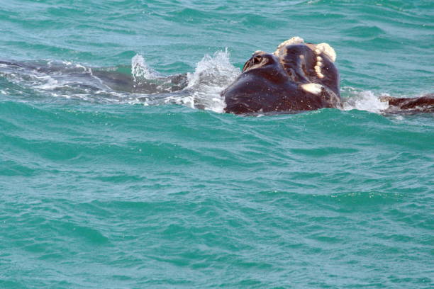 istock Head of a Southern Right Whale 1152219610