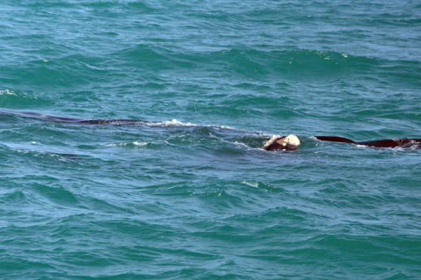 istock Head of a Southern Right Whale 1152220531