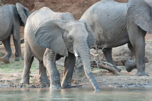 An elephant seen along the banks of the mighty Zambezi River in Zambia