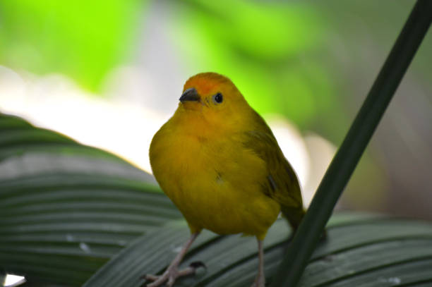 istock Yellow finch on a leaf 1152220916