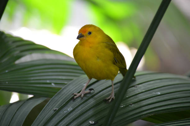 istock Yellow finch on a leaf 1152221020