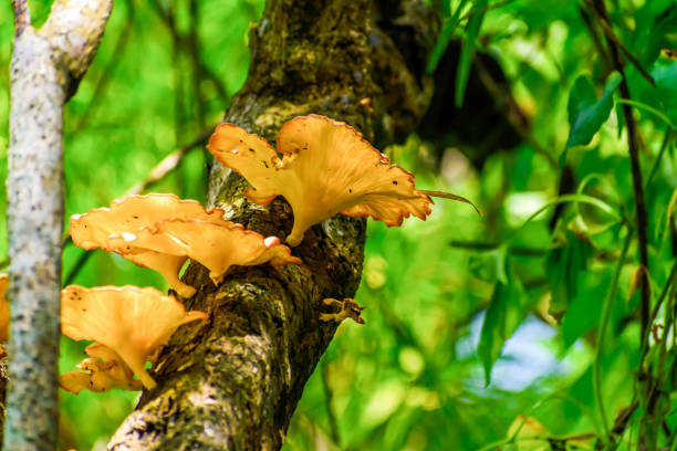 istock Big Mushroom (Calluna vulgaris or Common Heather, ling or edible mushroom) growing in tree bark and moss. Afternoon sun shining through forest shade. 1152221232