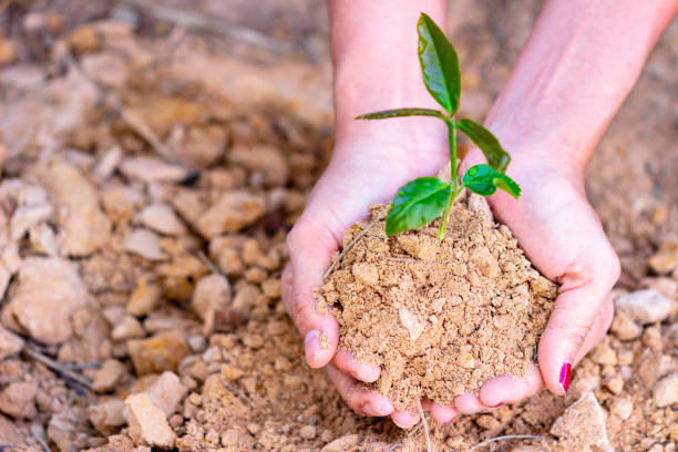 istock Environment Earth Day In the hands of trees growing seedlings. 1152222155