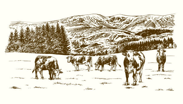 牧草地で牛が放牧する。手描きイラスト。 - mountain pastures点のイラスト素材／クリップアート素材／マンガ素材／アイコン素材