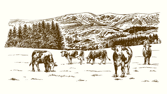 Cows grazing on meadow. Hand drawn illustration.