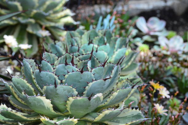 istock Succulent in the garden 1152222300