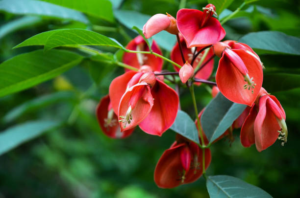 istock Erythrina crista-galli in the garden. 1152223450