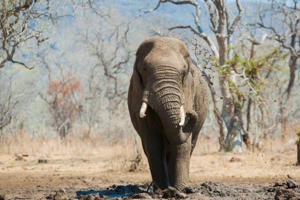 istock A bull elephant wallows in the mud, Zambia 1152223624