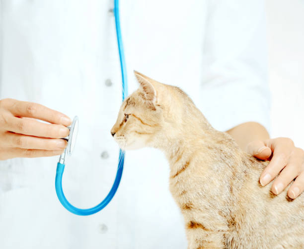 istock Curious cat looking at stethoscope on a visit to vet. 1152223660
