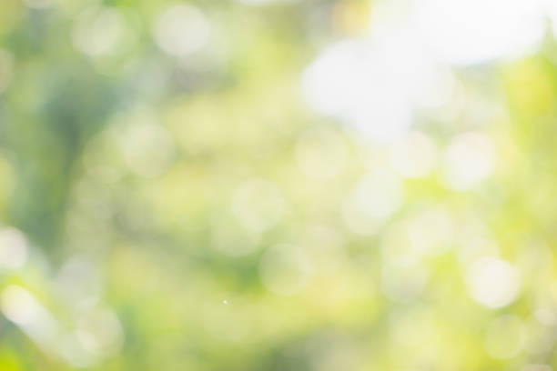 istock Close up Young plant growing over green background. 1152223745