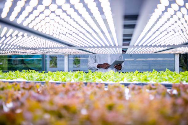 istock African Hydroponics Specialist Noting Development of Crops 1152223954