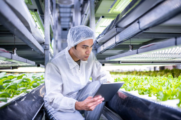 istock Vertical Farmer Studying Development of Living Lettuce Crops 1152223956