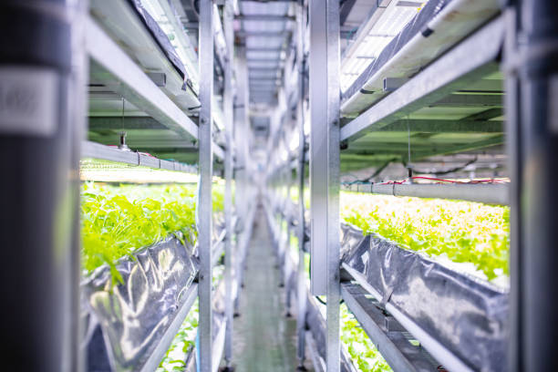 An indoor farming facility offers a promising look into a future where sustainable development goals are met.