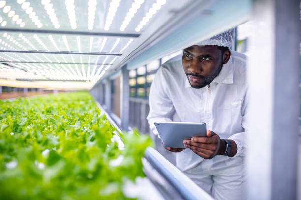 african farm worker noting progress of living lettuce growth - hydroponics imagens e fotografias de stock