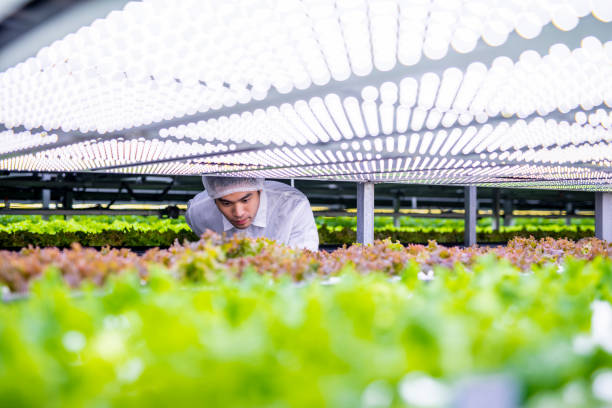 agri-tech specialist examining led lit living lettuce - plant food research biotechnology imagens e fotografias de stock