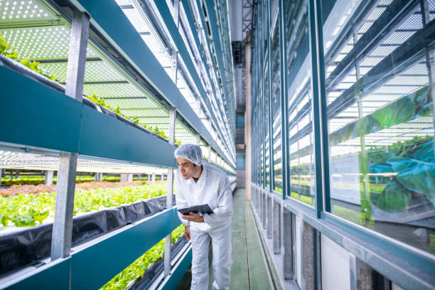 istock Taiwanese Hydroculture Specialist Studying Farming Results 1152223974