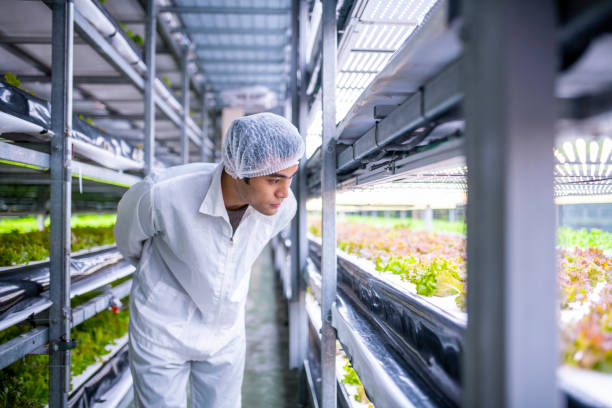 istock Taiwanese Botanist Carefully Examining Cultivated Lettuce 1152223981
