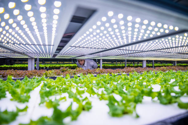 biotech specialist badanie żywej sałaty w vertical farm - growth lettuce hydroponics nature zdjęcia i obrazy z banku zdjęć