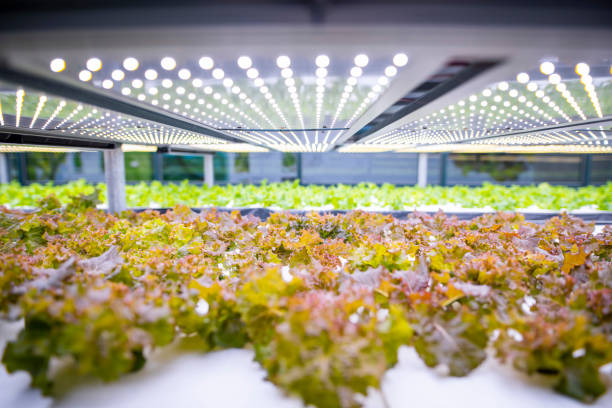 racks of cultivated living lettuce at indoor vertical farm - hydroponics vegetable lettuce greenhouse stock-fotos und bilder