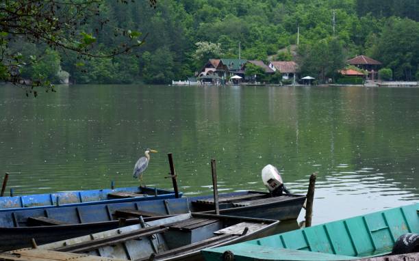 istock bird on the boat on the river 1152225189