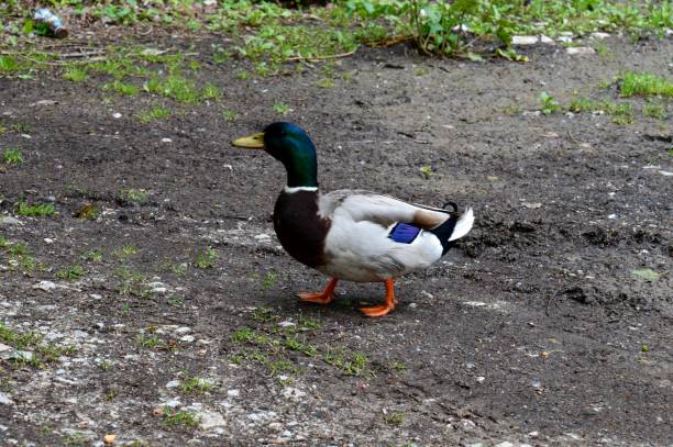istock colorful ducks at the puddle 1152225281