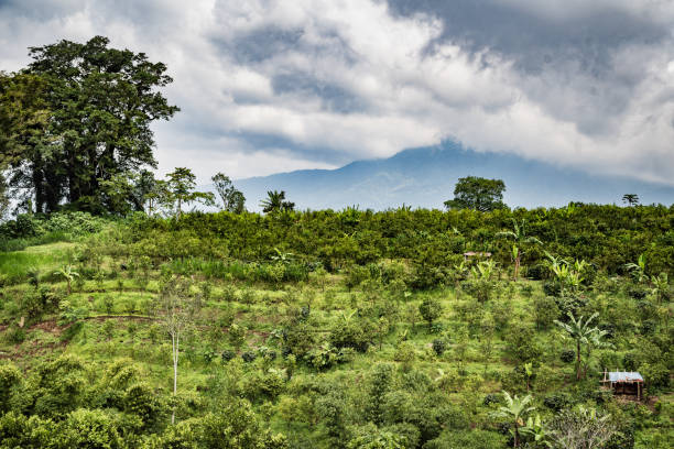 istock Coffee farm in Indonesia Bali 1152225418
