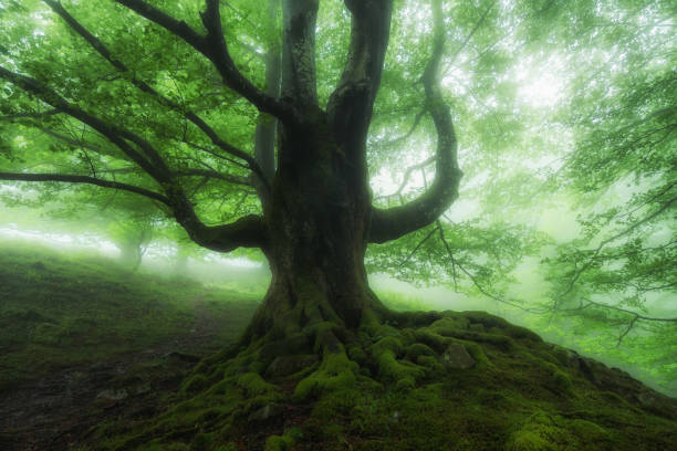 istock misterious forest on foggy day 1152226089