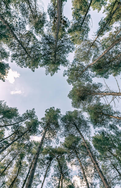 istock Skyward view of beautiful tall forest trees 1152226133
