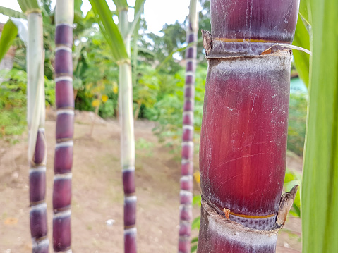 View of fresh sugarcane in garden in Brazil