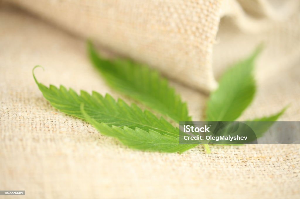 Hemp Texture Background Cannabis Leaf Hemp Fabric Texture Stock Photo - Download Image Now ...