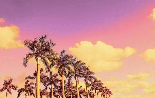 Tropical background with copy space. Palm trees at sunset. Rows of beautiful palm trees on colorful sky.Retro style. Boca Raton Florida, USA.