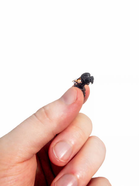 istock Hand Holding A Salted Edible Ant (Mamacos) In Peru 1152228610