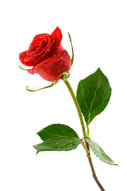 rose rouge avec la rosée la Saint-Valentin - Photo