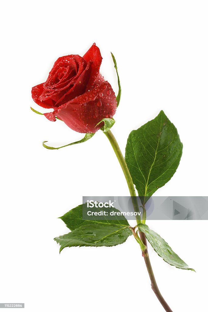 Red rose with green leaves on white background red valentine rose with dew Single Rose Stock Photo