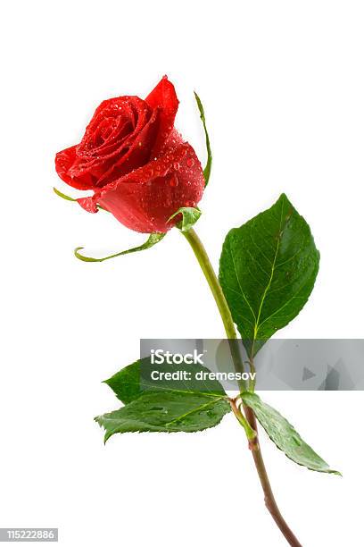 Red Rose With Green Leaves On White Background Stock Photo - Download Image Now - Single Rose, White Background, Close-up