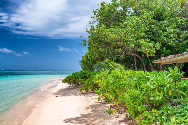 istock Seychelles beautiful beach with vegetation and trees 1152229247