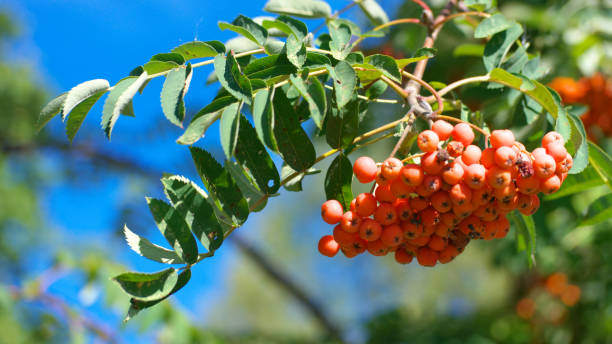 istock ashberry at dry sunny summer day 1152229749