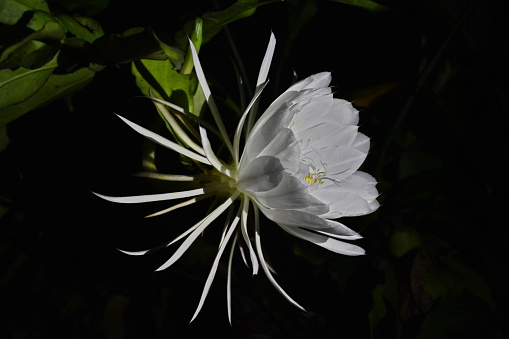 Beautiful white lady-of-the-night flower of an intoxicating scent and its opening happens only at night. Photo made in my house