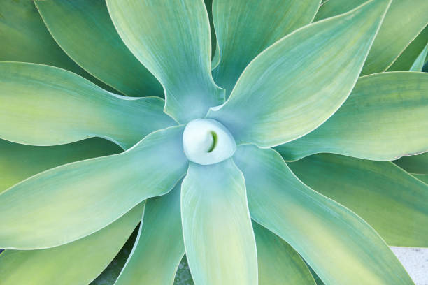 istock Aloe, succulent plant leaves background 1152232105