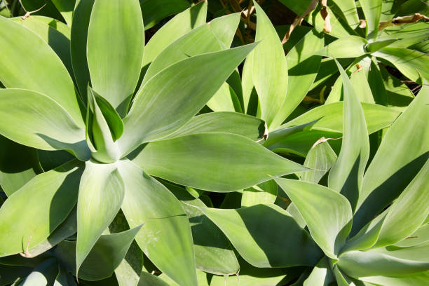 istock Aloe, succulent plants texture background in a sunny day 1152232320