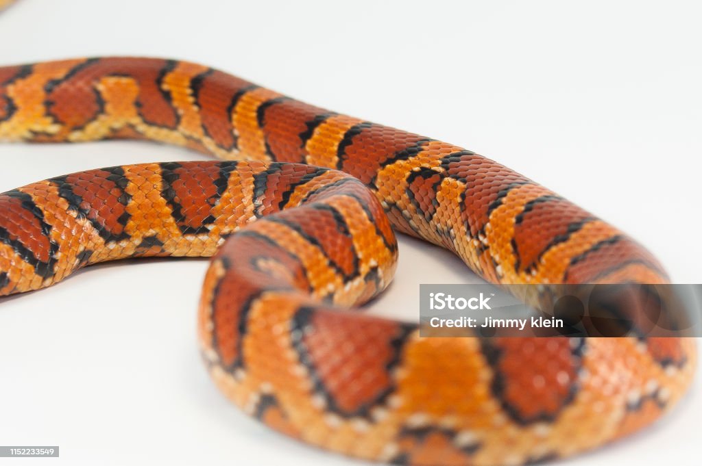 Corn Snake Corn snake on white background Animal Stock Photo