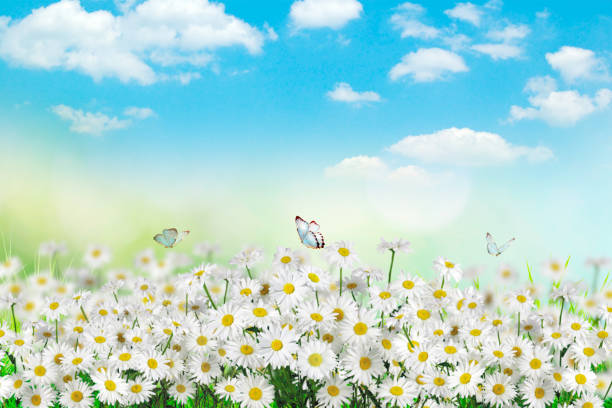 istock Chamomiles daisies macro in summer spring field on background blue sky with sunshine and a flying butterfly, nature panoramic view. Summer natural landscape. Space for text 1152233564